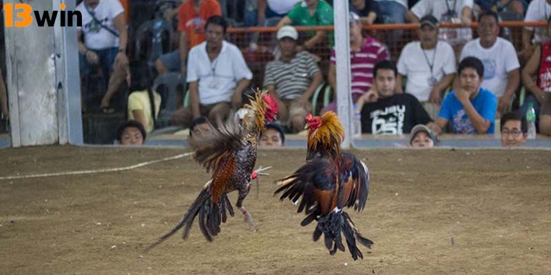 Bí kíp chơi đá gà tre 13Win dễ mang lại chiến thắng