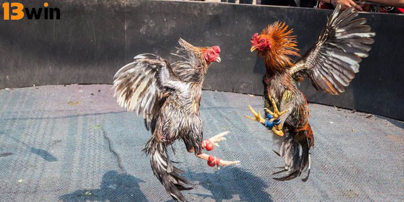 Bộ lông cũng là yếu tố quan trọng phản ánh sức khỏe của kê