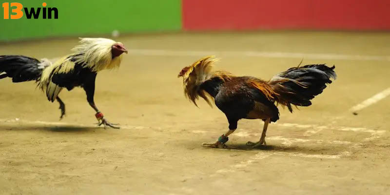 Cần tạo điều kiện cho kê tập luyện thể thực