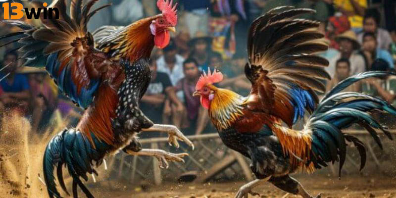 Chiến kê cần đảm bảo tình trạng khỏe mạnh