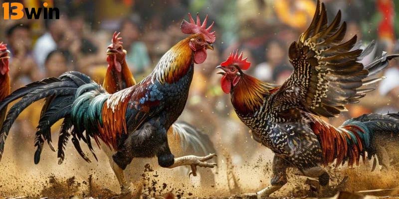 Đá gà có sự kết hợp tinh tế giữa kỹ thuật, kinh nghiệm