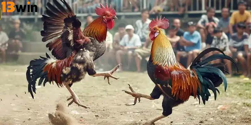Đá gà 13win