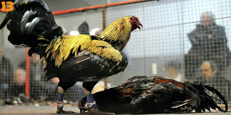 Đá gà cựa dao là hình thức chọi kê nổi tiếng nhất đông nam á
