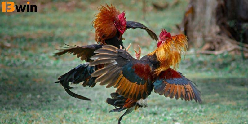 Đá gà trực tuyến