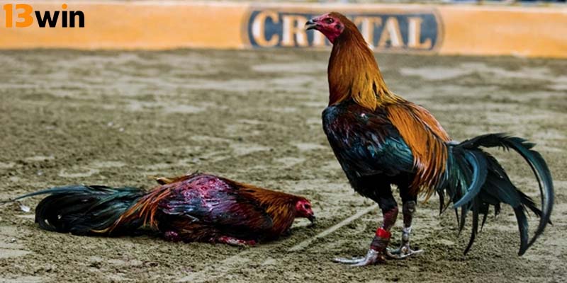 Để chiến thắng trò chơi này, hội viên cần phải áp dụng những chiến thuật nhất định