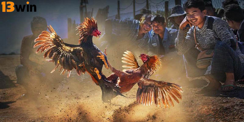 Đá Gà 13Win là một chuyên mục nổi bật tại nhà cái