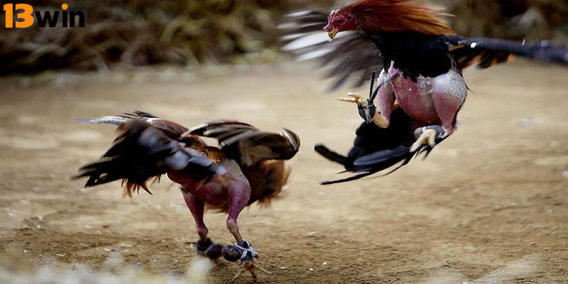 Đá gà cựa sắt 13Win là một hình thức chọi gà truyền thống