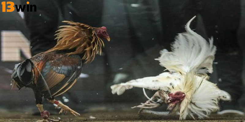 Đá gà tre 13Win là một trò chơi vô cùng hấp dẫn