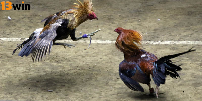 Quy định về tính thắng thua của một trận chọi kê