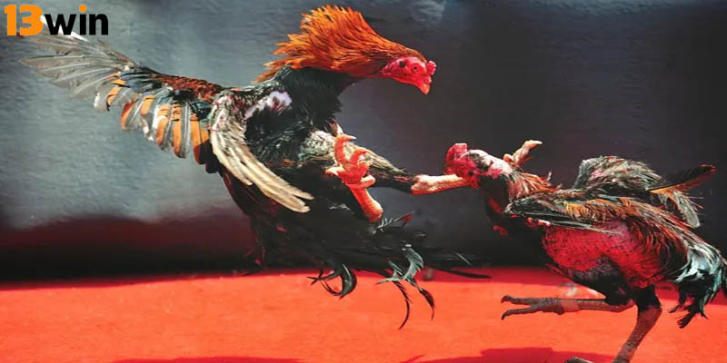 Việc áp dụng cách nuôi gà tre cực chuẩn đóng vai trò then chốt